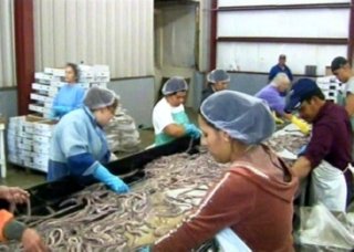 TRABAJADOR CONSERVA PESCADO